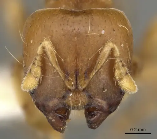 Melissotarsus emeryi - CASENT0900311