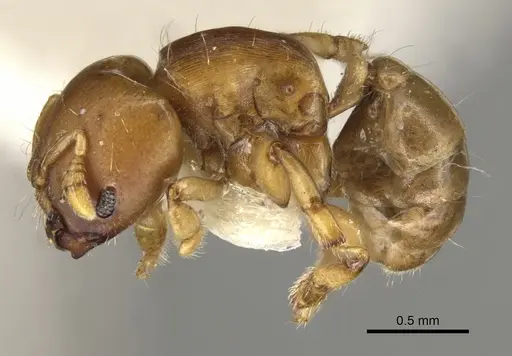 Melissotarsus emeryi - CASENT0900311