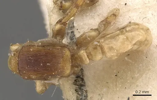 Melissotarsus emeryi - CASENT0908324