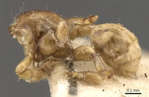 Melissotarsus emeryi - CASENT0908324