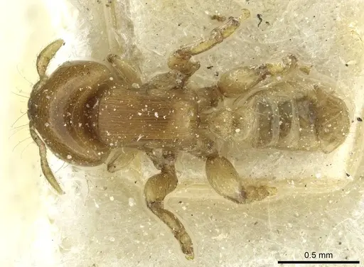 Melissotarsus emeryi - CASENT0913016