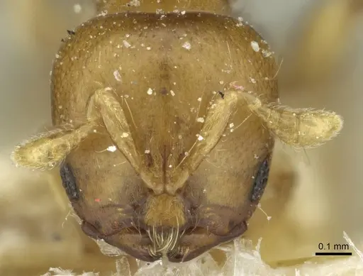 Melissotarsus emeryi - CASENT0913016