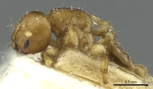 Melissotarsus emeryi - CASENT0913016