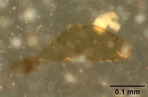 Melissotarsus insularis specimen