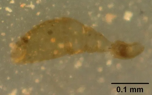 Melissotarsus insularis specimen