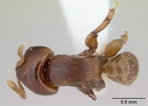 Melissotarsus weissi specimen