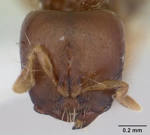 Melissotarsus weissi specimen