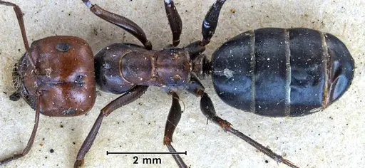 Melophorus aeneovirens specimen