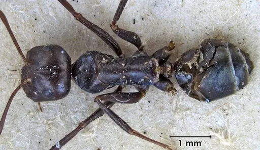 Melophorus aeneovirens - ANTWEB1038563