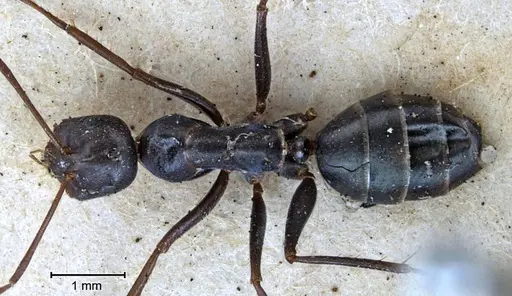 Melophorus aeneovirens - ANTWEB1038563