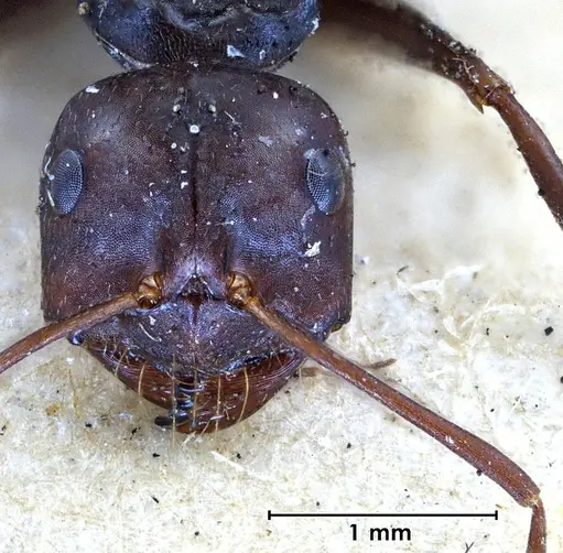 Melophorus aeneovirens - ANTWEB1038563