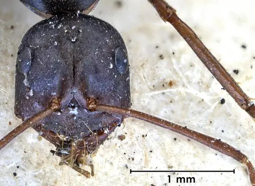 Melophorus aeneovirens - ANTWEB1038563