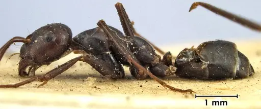 Melophorus aeneovirens - ANTWEB1038563