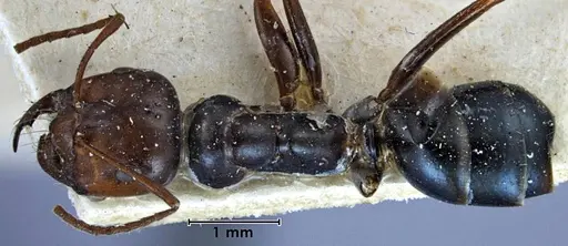 Melophorus aeneovirens - ANTWEB1038567