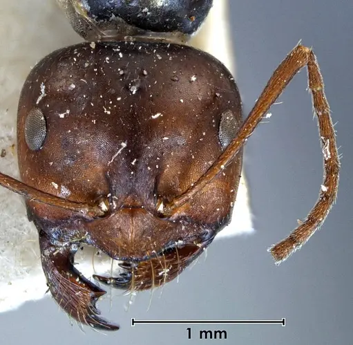 Melophorus aeneovirens - ANTWEB1038567