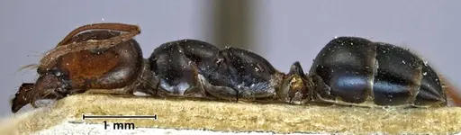 Melophorus aeneovirens - ANTWEB1038567