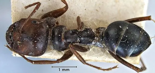 Melophorus aeneovirens - ANTWEB1038568