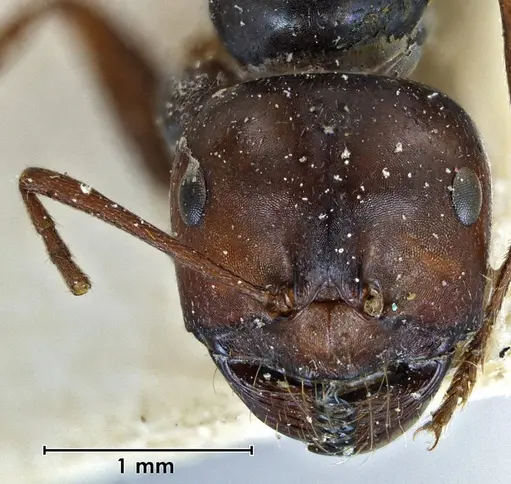 Melophorus aeneovirens - ANTWEB1038568