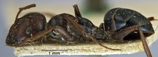 Melophorus aeneovirens - ANTWEB1038568