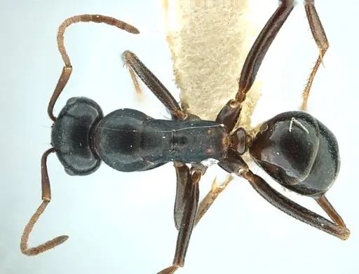 Melophorus aeneovirens - ANTWEB1038571