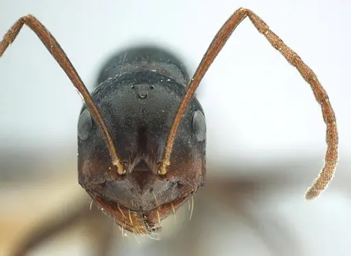 Melophorus aeneovirens - ANTWEB1038571