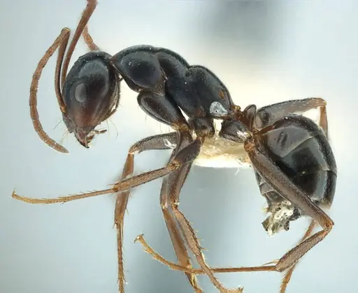 Melophorus aeneovirens - ANTWEB1038571