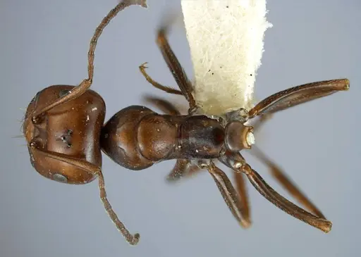 Melophorus aeneovirens - ANTWEB1038572