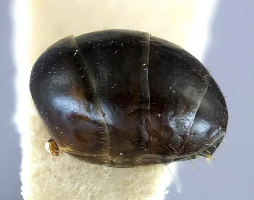 Melophorus aeneovirens - ANTWEB1038572