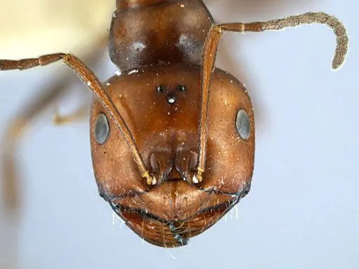 Melophorus aeneovirens - ANTWEB1038572