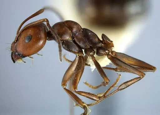 Melophorus aeneovirens - ANTWEB1038572