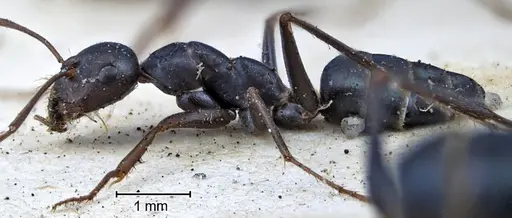 Melophorus aeneovirens - ANTWEB1038582