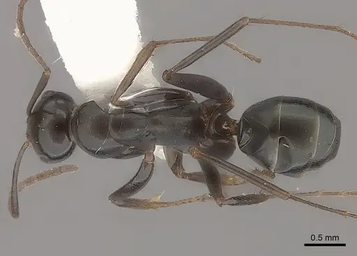 Melophorus aeneovirens - CASENT0217723