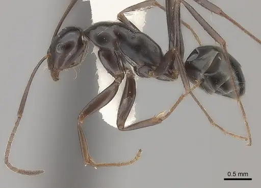 Melophorus aeneovirens - CASENT0217723