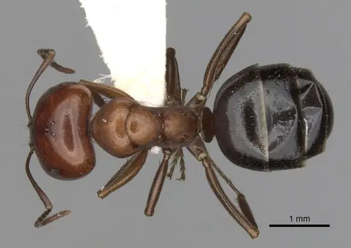Melophorus aeneovirens - CASENT0280494