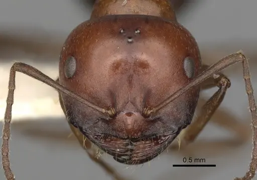 Melophorus aeneovirens - CASENT0280494