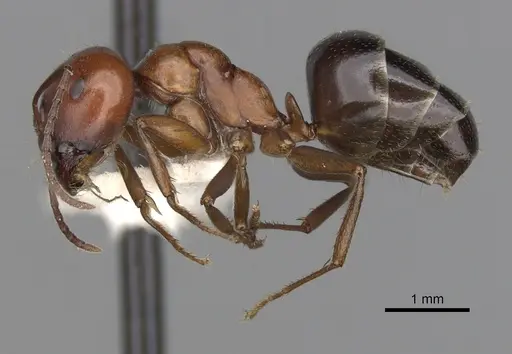 Melophorus aeneovirens - CASENT0280494