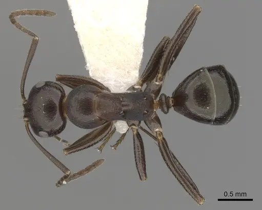 Melophorus aeneovirens - CASENT0280495