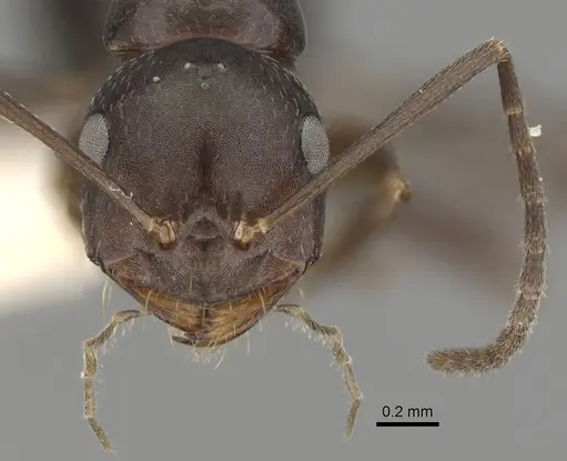 Melophorus aeneovirens - CASENT0280495