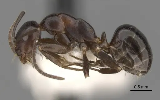 Melophorus aeneovirens - CASENT0280495