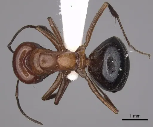 Melophorus aeneovirens - CASENT0280497