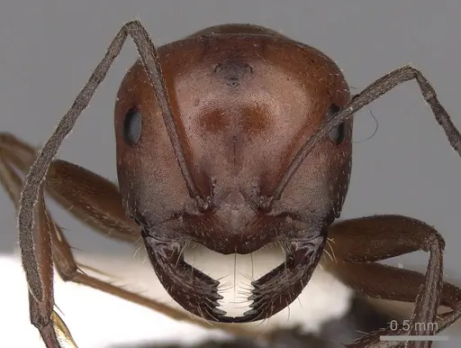 Melophorus aeneovirens - CASENT0280497