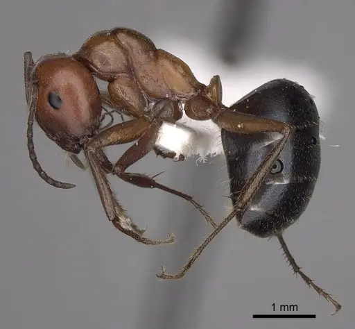 Melophorus aeneovirens - CASENT0280497