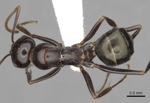 Melophorus aeneovirens - CASENT0280498