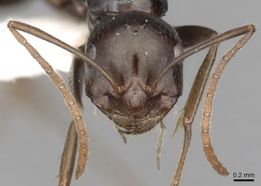 Melophorus aeneovirens - CASENT0280498