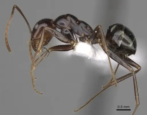 Melophorus aeneovirens - CASENT0280498