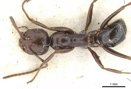 Melophorus aeneovirens - CASENT0903261