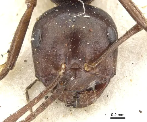 Melophorus aeneovirens - CASENT0903261