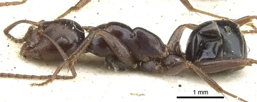 Melophorus aeneovirens - CASENT0903261