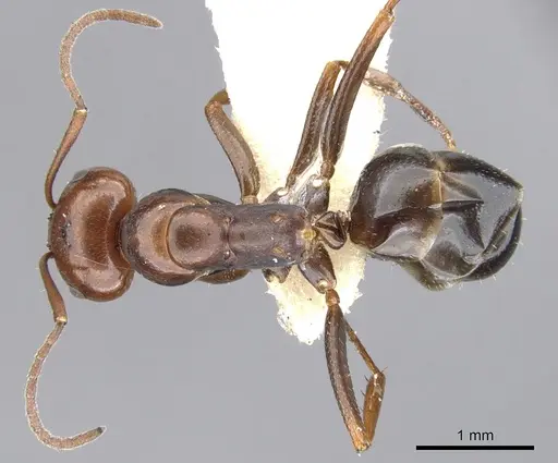 Melophorus aeneovirens - CASENT0903263