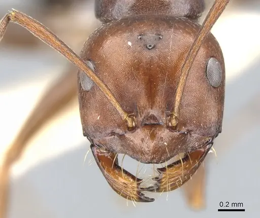 Melophorus aeneovirens - CASENT0903263